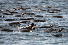 10B Penguins Swim Toward The Shore Of Cuverville Island On Quark Expeditions Antarctica Cruise.jpg